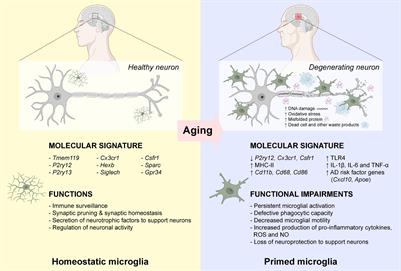 Functional and Phenotypic Diversity of Microglia: Implication for Microglia-Based Therapies for Alzheimer’s Disease